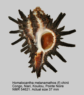 Homalocantha melanamathos (f) chinii.jpg - Homalocantha melanamathos (f) chiniiBiraghi,1984